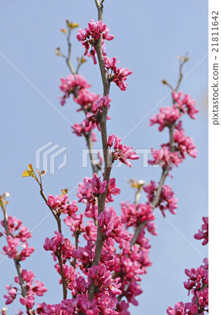 Redbud (Hanasoyoshi) Redbud (Hanasoyoshi) 21811642