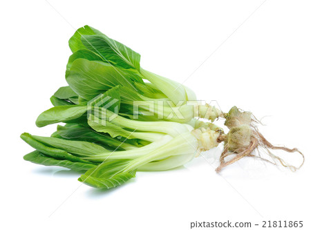 Pok Choi  vegetable isolated on white background 21811865