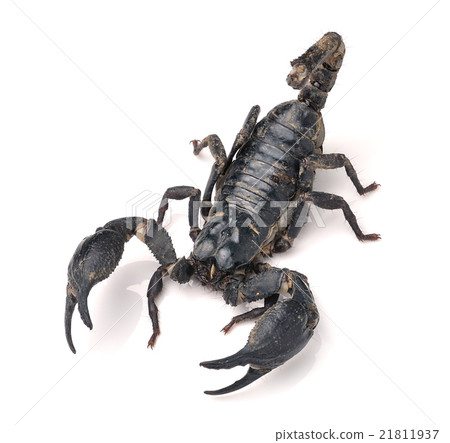 Scorpion Pandinus imperator 21811937