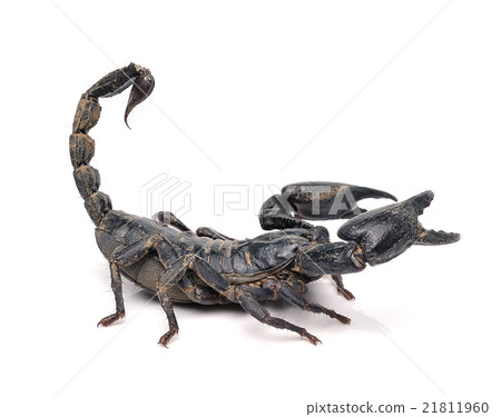 Scorpion Pandinus imperator  21811960