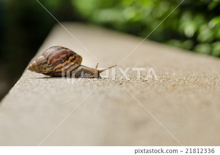 The journey of snails The journey of snails 21812336