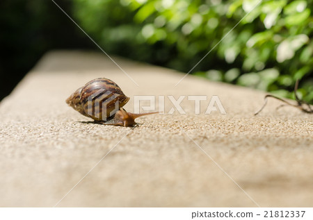 The journey of snails The journey of snails 21812337