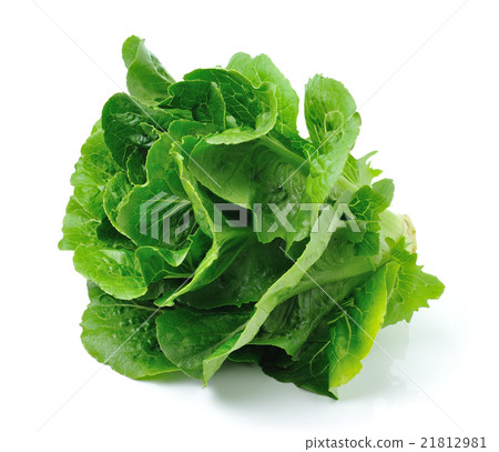 cos isolated on white background cos isolated on white background 21812981