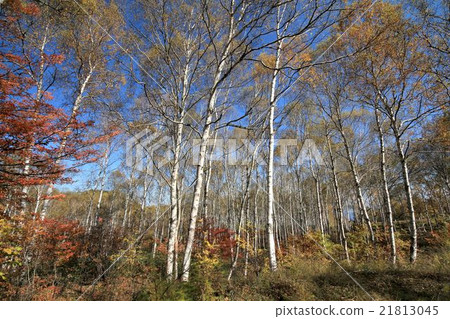 White birch forest in Sakuho-cho White birch forest in Sakuho-cho 21813045