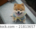 笑臉博美犬 21813657