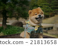 微笑的博美犬 21813658