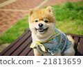 微笑的博美犬 21813659