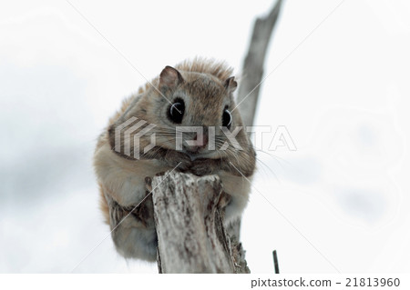 埃佐莫加 21813960