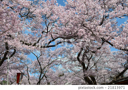 Taka Too Higanzakura Taka Too Higanzakura 21813971