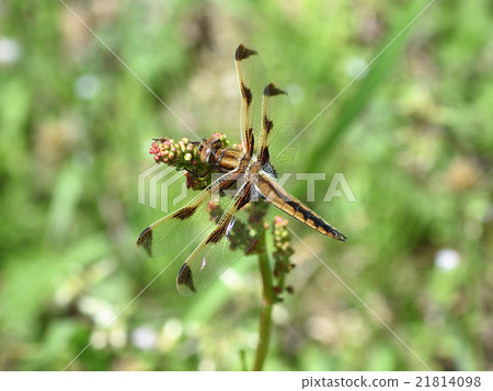 Bekko蜻蜓(鹿兒島縣Kutamida池塘) Bekko蜻蜓(鹿兒島縣Kutamida池塘) 21814098
