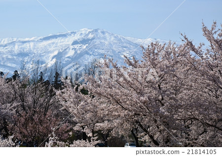 Northern Alps and Sakura Northern Alps and Sakura 21814105