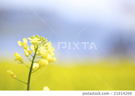 Rape blossoms Rape blossoms 21814209