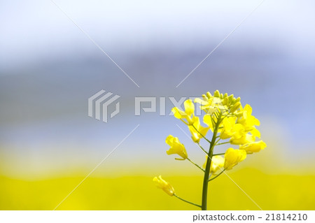 Rape blossoms Rape blossoms 21814210