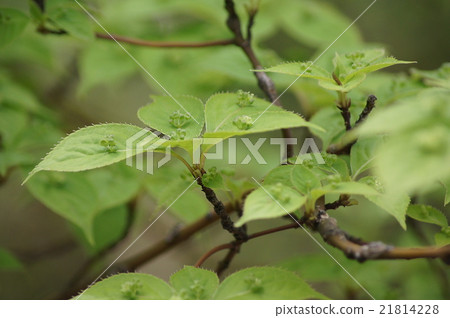 Flower on a leaf of leaves 21814228