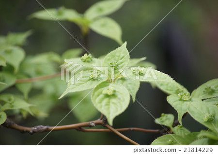 在葉子的花鐳花 21814229