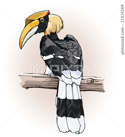 great hornbill 21814264