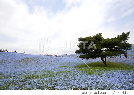 Nemophila Nemophila 21814393