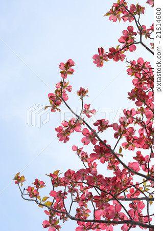 山茱萸天藍色天空背景 21814600
