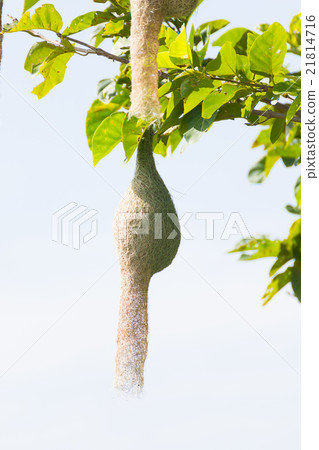 Baya weaver bird nest Baya weaver bird nest 21814716