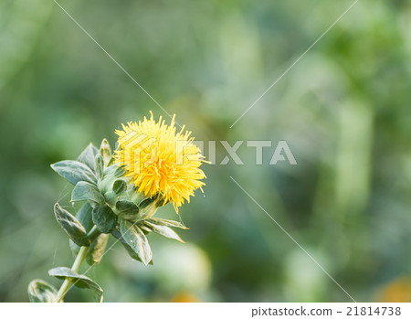 Close up of safflower 21814738