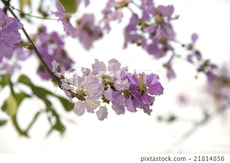 Lagerstroemia loudonii or Salao flower background 21814856
