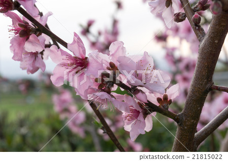  Peach blossoms 21815022