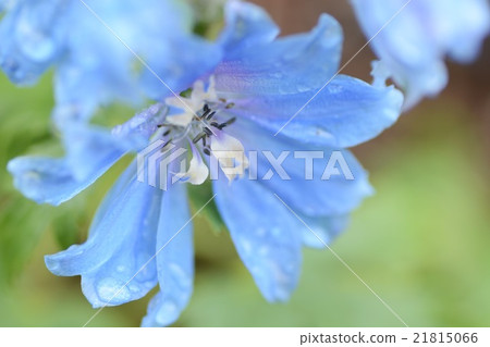 Up of Delphinium 21815066