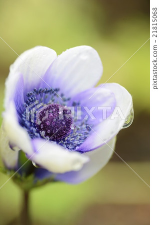 Up of anemone 21815068