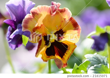 Up pansies 21815071