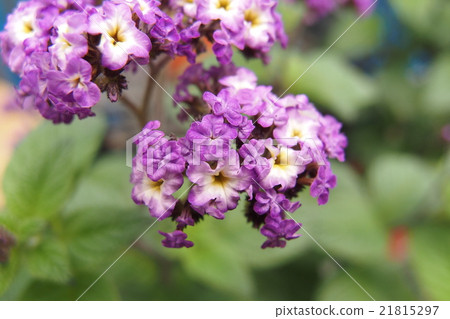 heliotrope 21815297