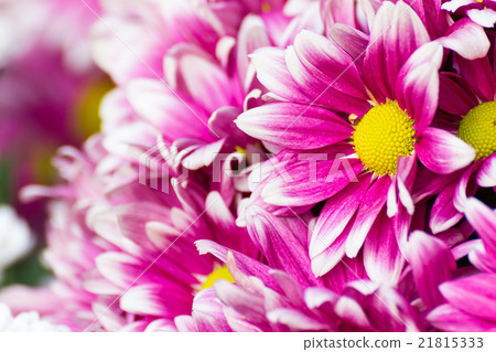 Gerbera flower of the daisy family 21815333