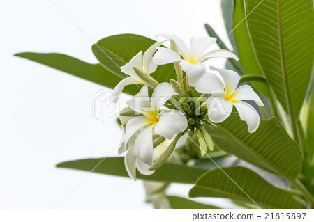Lan thom flower Lan thom flower 21815897