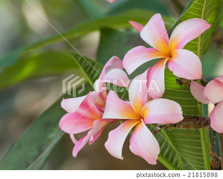 Lan thom flower Lan thom flower 21815898