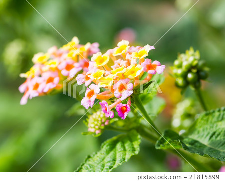 Lantana camara Lantana camara 21815899