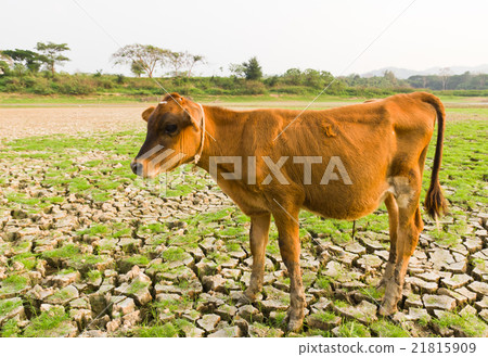 New life in cracked land 21815909