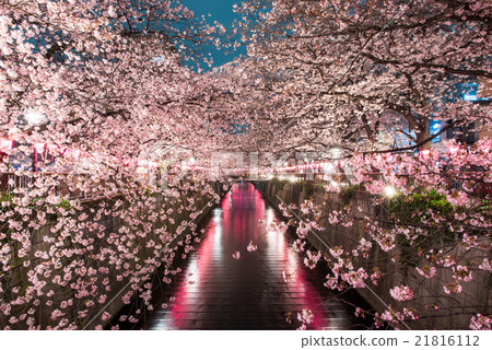 Cherry blossoms at night on Meguro River 21816112