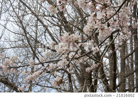 Sakura 21816802