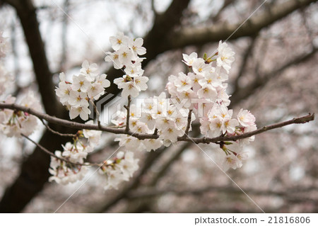 Sakura 21816806