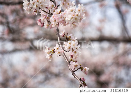 Sakura 21816819