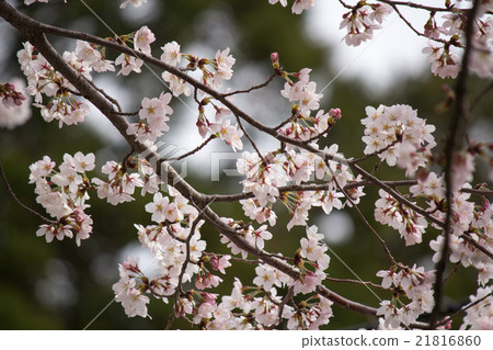 Cherry Blossoms	 21816860