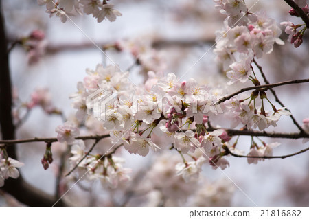 Cherry Blossoms   21816882