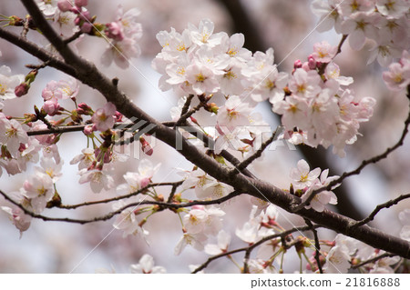 Cherry Blossoms   21816888