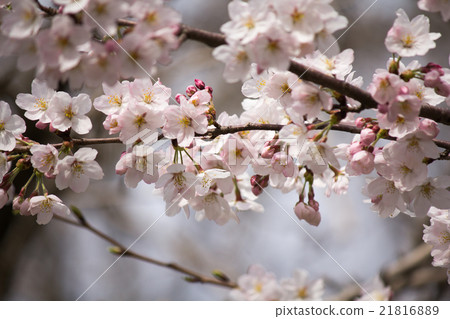 Cherry Blossoms   21816889