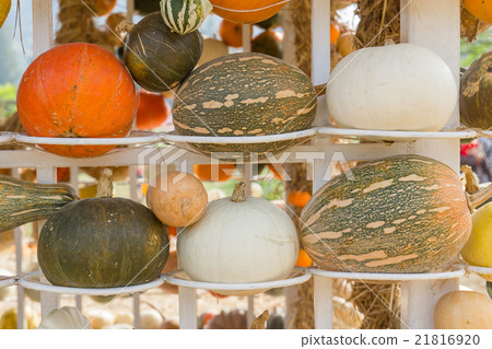 Pumpkin harvest season on the shelves 21816920