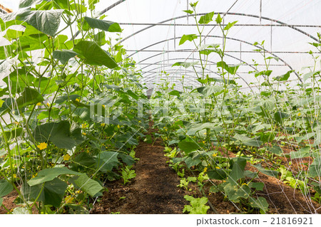 Pumpkin in  greenhouse 21816921