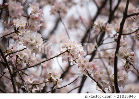 Cherry Blossoms   21816940