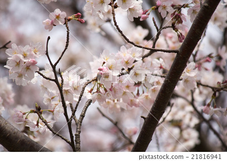Cherry Blossoms   21816941