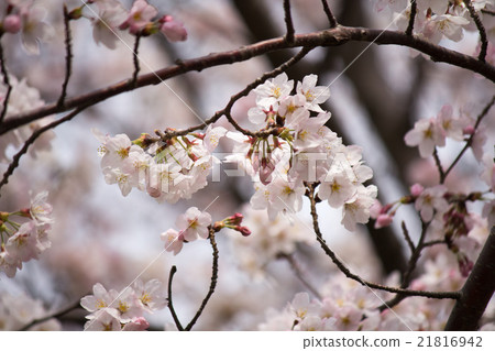 櫻花 櫻花 21816942
