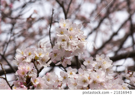 櫻花 櫻花 21816943
