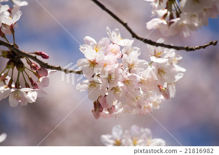 Cherry Blossoms   21816982